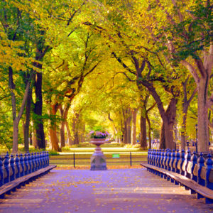 Central Park - New York Green Trees