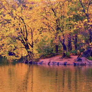 Central Park - Nature Yellow Trees
