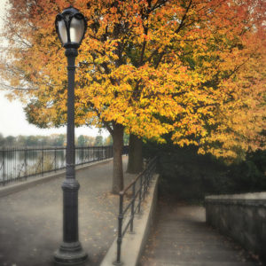 Central Park - New York Orange Tree Lamp Post