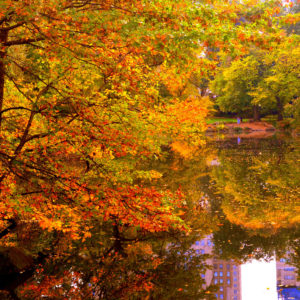 Central Park NYC - Orange Trees Reflection