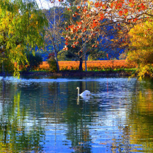 Sorrento - Italy Boats Harbor