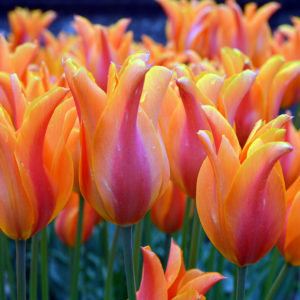 Tulips Orange -  Flowers Nature
