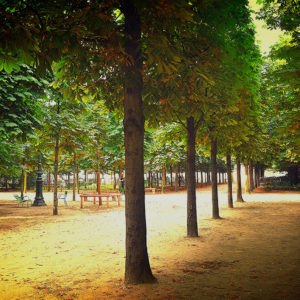 Paris France - Trees in Park