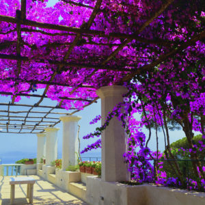 Ravello - Italy Flower Garden