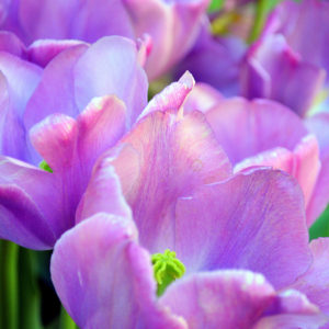 Tulips - Lavender Flower Nature