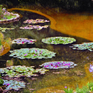 Sintra Portugal - Water Lilies Nature