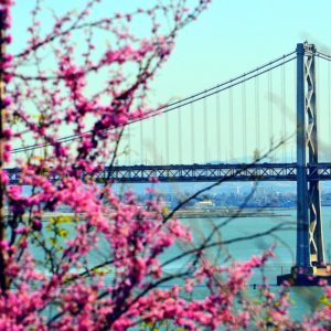 Bay Bridge Cherry Blossoms