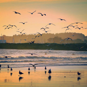 Birds at Beach Half Moon Bay
