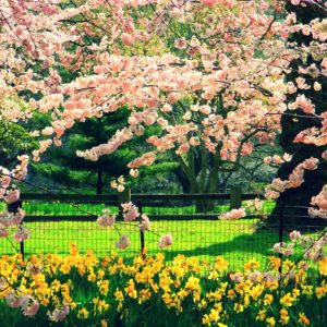Central Park Cherry Blossoms