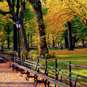 Central Park with Benches