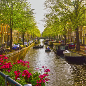 Flowers Magenta Amsterdam