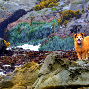 Friendly Creature Pescadero