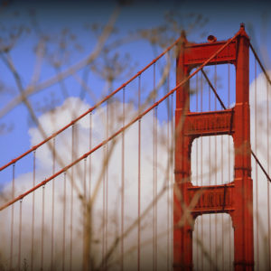 GGB Close Up with Branches
