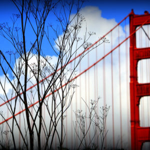 GGB Closeup with Clear Branches