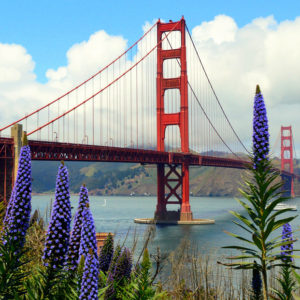GGB Lavenders Soft Colors