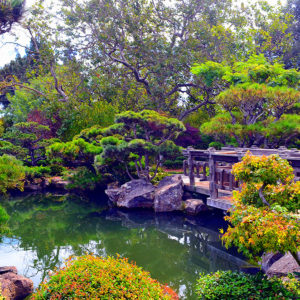 Japanese Garden Hayward