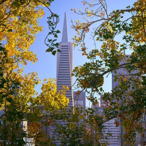Transamerica with Fall Leaveas