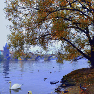 Two Swans Prague