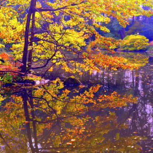 Yellow Trees Reflection Central Park
