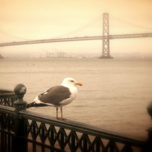 Pier with Seagull (Bay Bridge in the background)