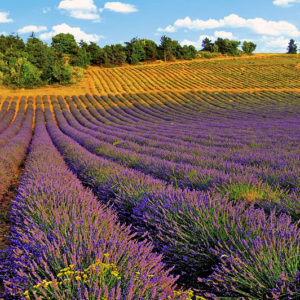 Lavender Fields in Provence